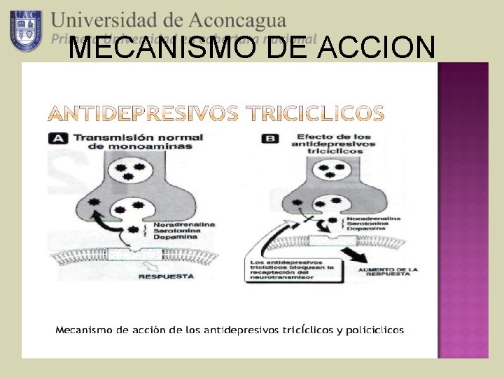 MECANISMO DE ACCION 