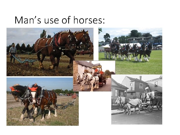 Man’s use of horses: 