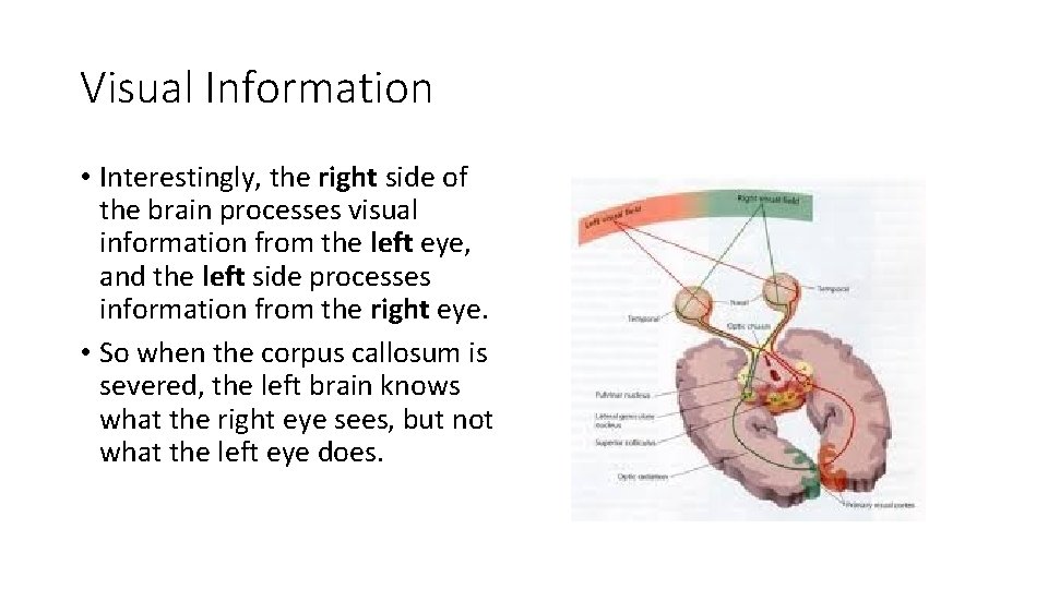 Visual Information • Interestingly, the right side of the brain processes visual information from