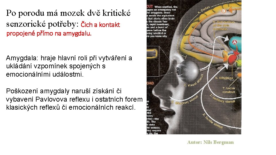 Po porodu má mozek dvě kritické senzorické potřeby: Čich a kontakt propojené přímo na