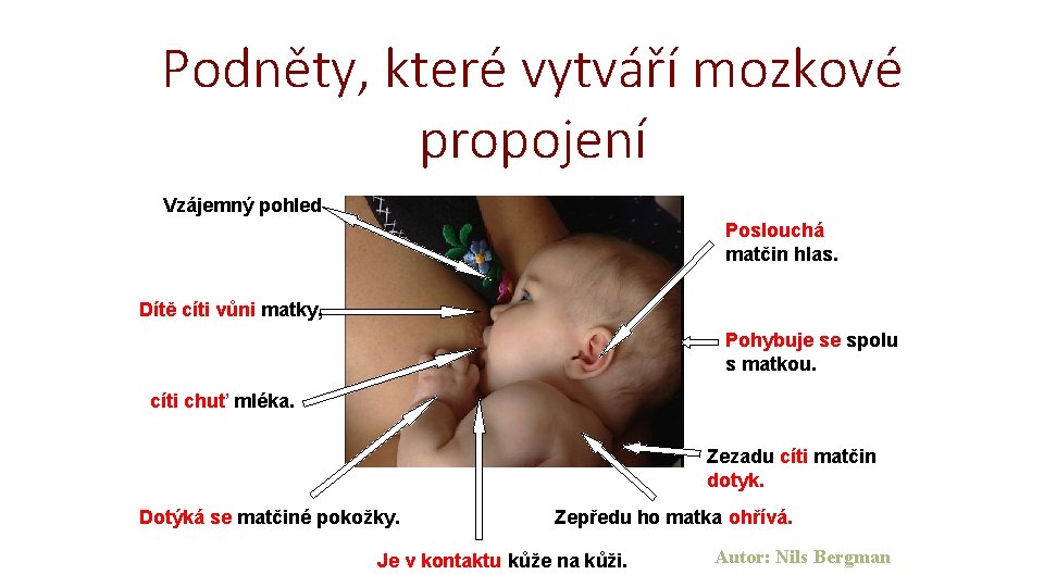 Podněty, které vytváří mozkové propojení Vzájemný pohled Poslouchá matčin hlas. Dítě cíti vůni matky,