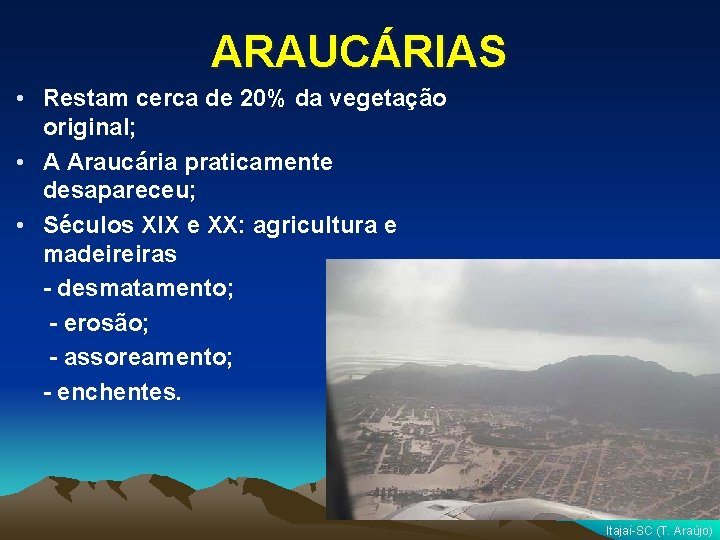 ARAUCÁRIAS • Restam cerca de 20% da vegetação original; • A Araucária praticamente desapareceu;
