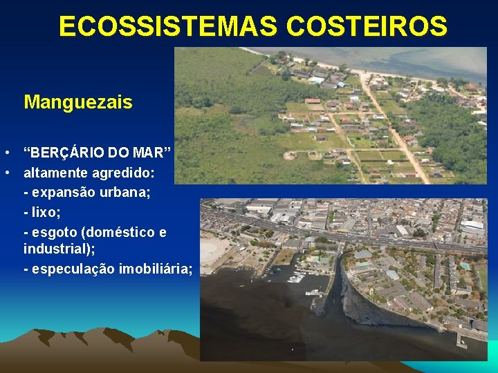 ECOSSISTEMAS COSTEIROS Manguezais • “BERÇÁRIO DO MAR” • altamente agredido: - expansão urbana; -