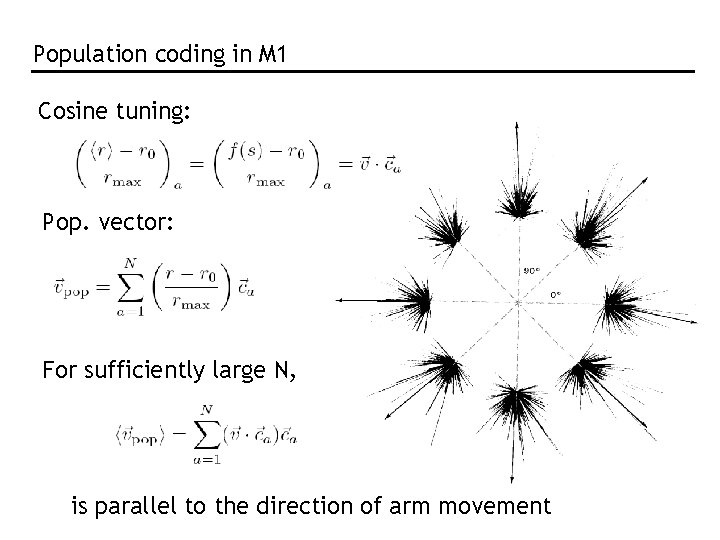 Population coding in M 1 Cosine tuning: Pop. vector: For sufficiently large N, is Population coding in M 1 Cosine tuning: Pop. vector: For sufficiently large N, is