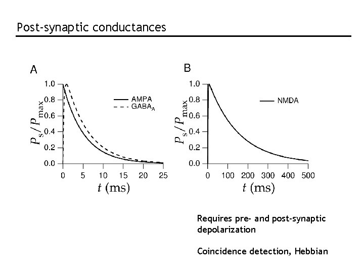 Post-synaptic conductances Requires pre- and post-synaptic depolarization Coincidence detection, Hebbian Post-synaptic conductances Requires pre- and post-synaptic depolarization Coincidence detection, Hebbian