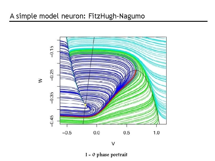 A simple model neuron: Fitz. Hugh-Nagumo I = 0 phase portrait A simple model neuron: Fitz. Hugh-Nagumo I = 0 phase portrait