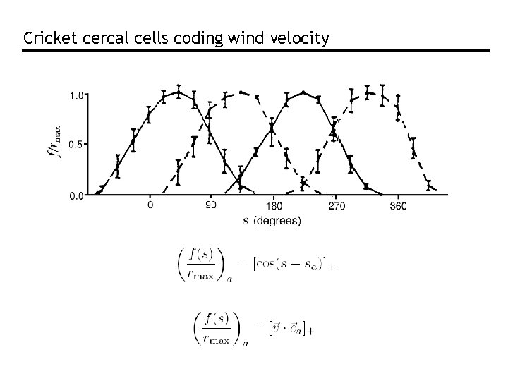 Cricket cercal cells coding wind velocity Cricket cercal cells coding wind velocity