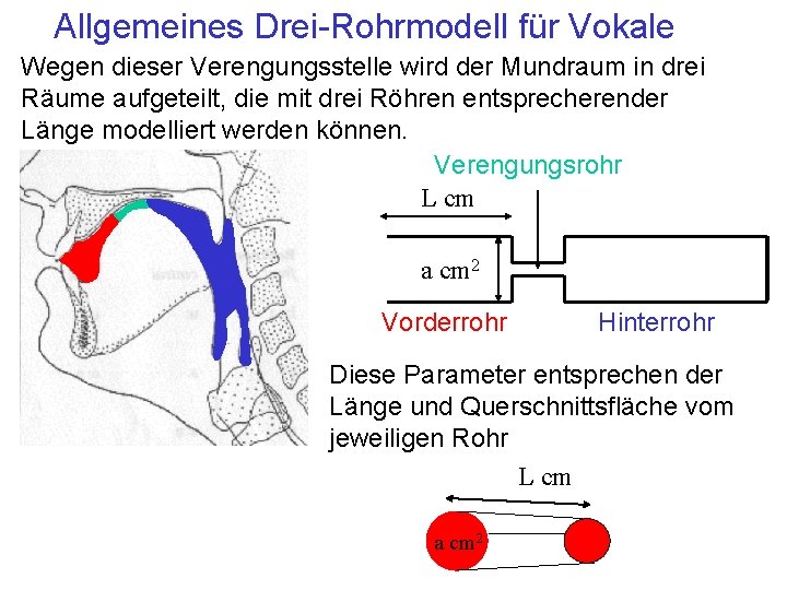 Allgemeines Drei-Rohrmodell für Vokale Wegen dieser Verengungsstelle wird der Mundraum in drei Räume aufgeteilt,