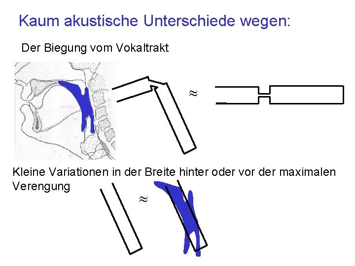 Kaum akustische Unterschiede wegen: Der Biegung vom Vokaltrakt » Kleine Variationen in der Breite