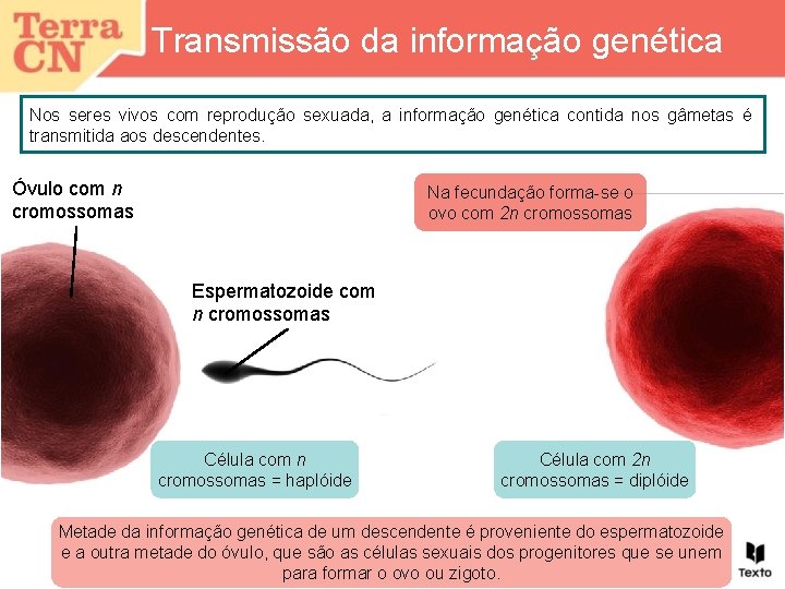 Transmissão da informação genética Nos seres vivos com reprodução sexuada, a informação genética contida