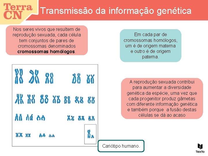 Transmissão da informação genética Nos seres vivos que resultem de reprodução sexuada, cada célula