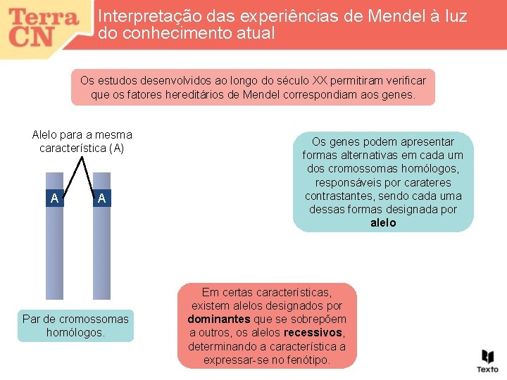 Interpretação das experiências de Mendel à luz do conhecimento atual Os estudos desenvolvidos ao