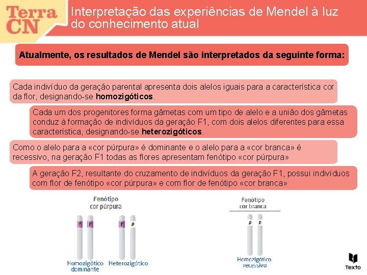 Interpretação das experiências de Mendel à luz do conhecimento atual Atualmente, os resultados de