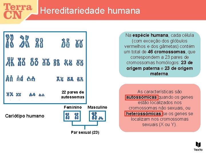 Hereditariedade humana Na espécie humana, cada célula (com exceção dos glóbulos vermelhos e dos