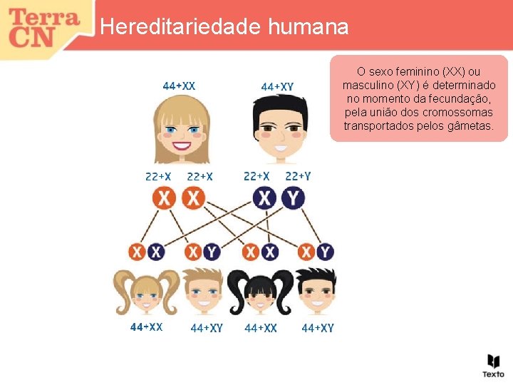 Hereditariedade humana O sexo feminino (XX) ou masculino (XY) é determinado no momento da