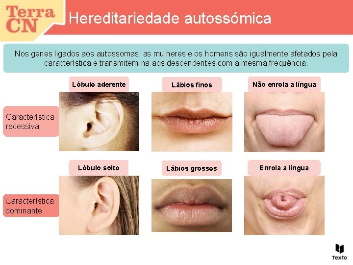 Hereditariedade autossómica Nos genes ligados autossomas, as mulheres e os homens são igualmente afetados