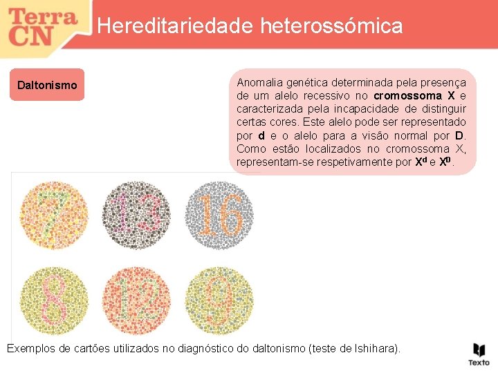 Hereditariedade heterossómica Daltonismo Anomalia genética determinada pela presença de um alelo recessivo no cromossoma