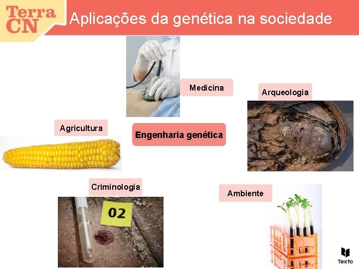 Aplicações da genética na sociedade Medicina Agricultura Arqueologia Engenharia genética Criminologia Ambiente 
