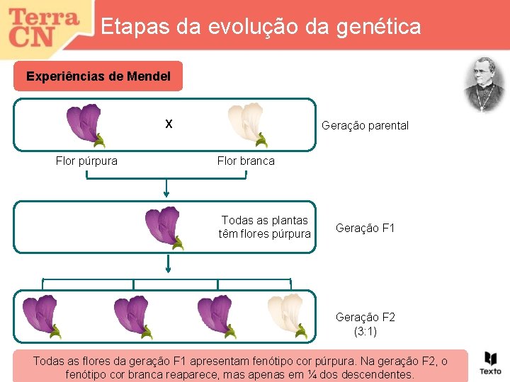 Etapas da evolução da genética Experiências de Mendel X Flor púrpura Geração parental Flor