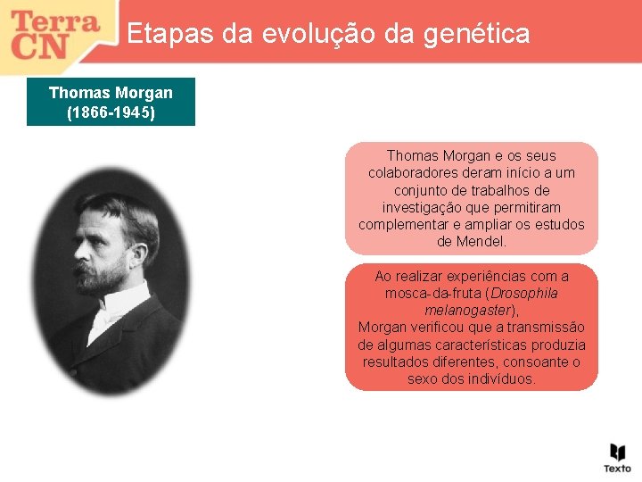 Etapas da evolução da genética Thomas Morgan (1866 -1945) Thomas Morgan e os seus