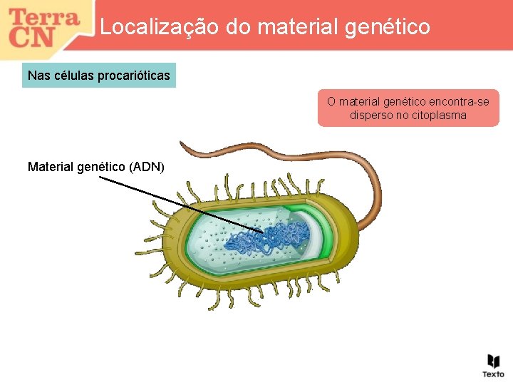 Localização do material genético Nas células procarióticas O material genético encontra-se disperso no citoplasma