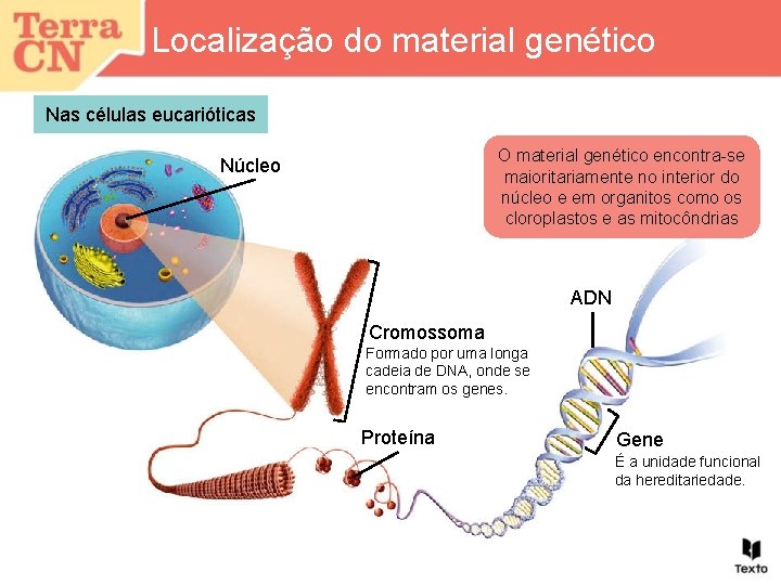 Localização do material genético Nas células eucarióticas O material genético encontra-se maioritariamente no interior