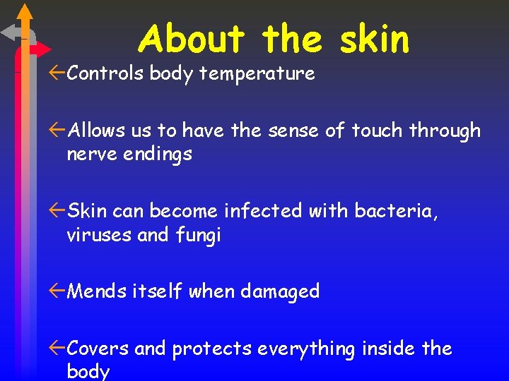 About the skin ßControls body temperature ßAllows us to have the sense of touch