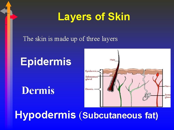 Layers of Skin The skin is made up of three layers Epidermis Dermis Hypodermis