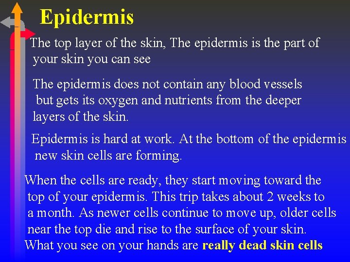 Epidermis The top layer of the skin, The epidermis is the part of your