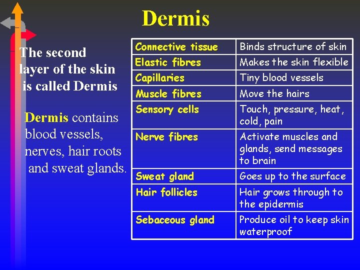 Dermis The second layer of the skin is called Dermis contains blood vessels, nerves,