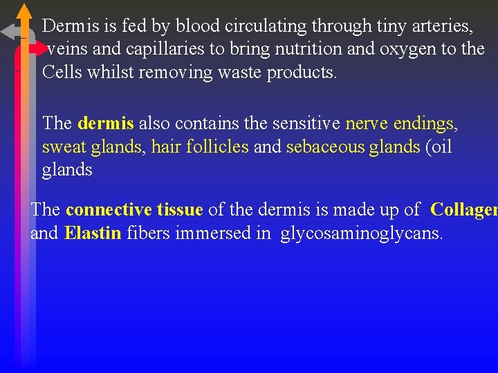 Dermis is fed by blood circulating through tiny arteries, veins and capillaries to bring