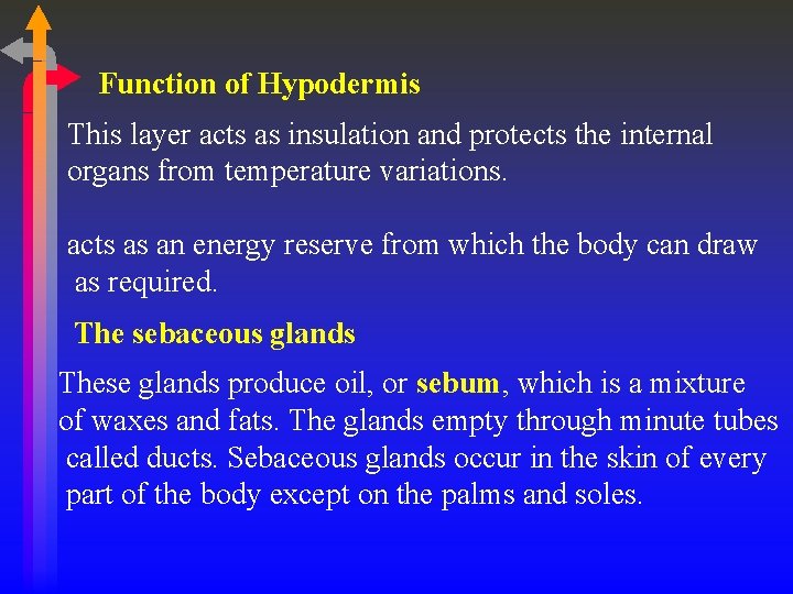 Function of Hypodermis This layer acts as insulation and protects the internal organs from