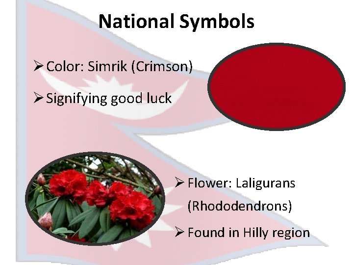 National Symbols Ø Color: Simrik (Crimson) Ø Signifying good luck Ø Flower: Laligurans (Rhododendrons)