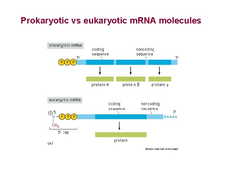 Prokaryotic vs eukaryotic m. RNA molecules 