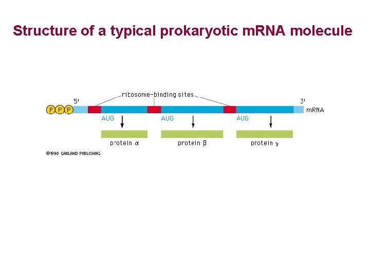 Structure of a typical prokaryotic m. RNA molecule 