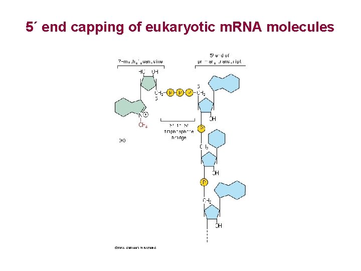 5´ end capping of eukaryotic m. RNA molecules 