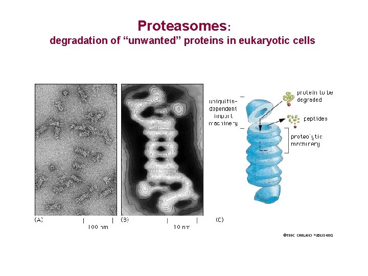 Proteasomes: degradation of “unwanted” proteins in eukaryotic cells 