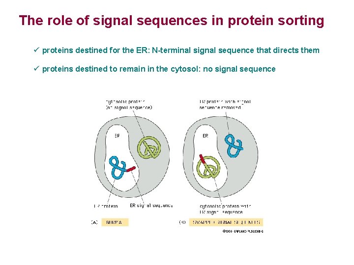 The role of signal sequences in protein sorting ü proteins destined for the ER: