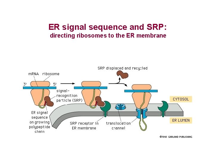ER signal sequence and SRP: directing ribosomes to the ER membrane 