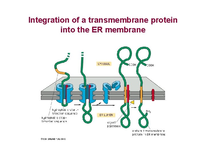 Integration of a transmembrane protein into the ER membrane 