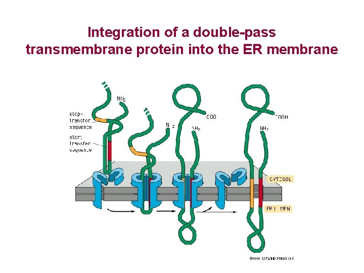 Integration of a double-pass transmembrane protein into the ER membrane 