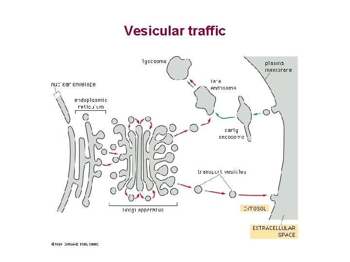 Vesicular traffic 