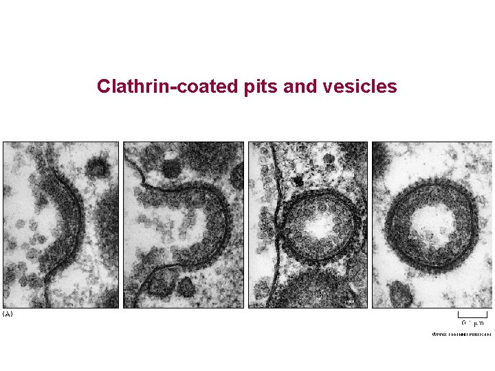 Clathrin-coated pits and vesicles 