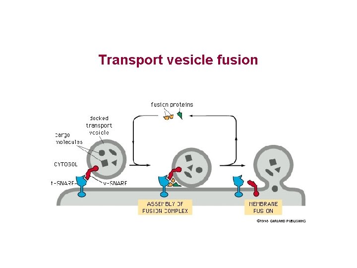 Transport vesicle fusion 