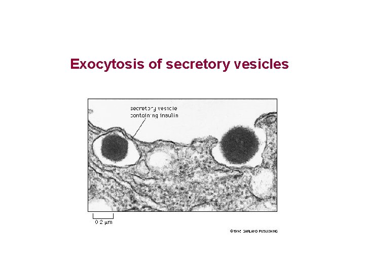 Exocytosis of secretory vesicles 