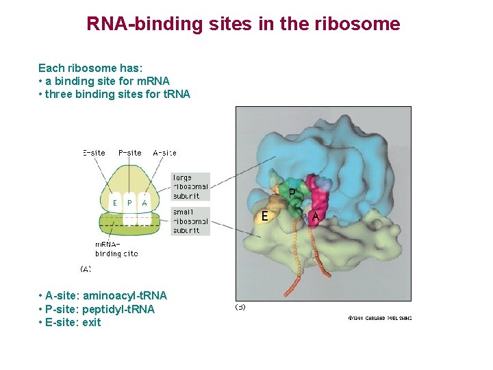 RNA-binding sites in the ribosome Each ribosome has: • a binding site for m.