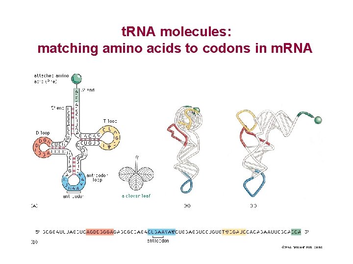 t. RNA molecules: matching amino acids to codons in m. RNA 