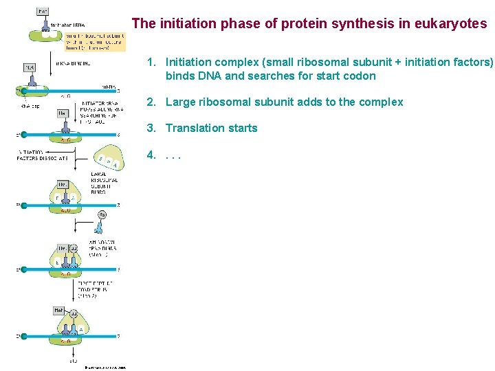 The initiation phase of protein synthesis in eukaryotes 1. Initiation complex (small ribosomal subunit