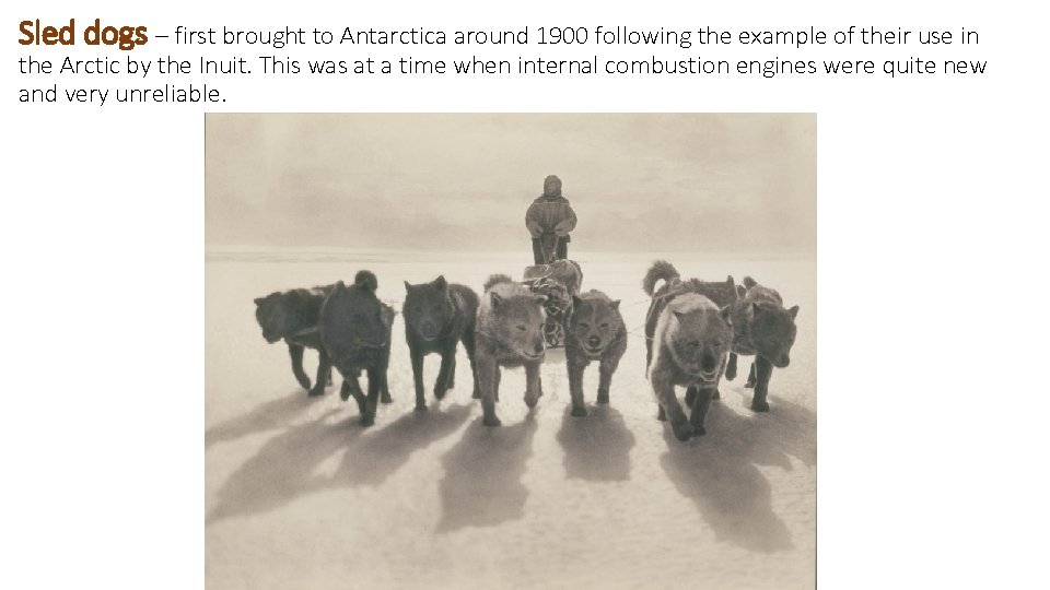 Sled dogs – first brought to Antarctica around 1900 following the example of their