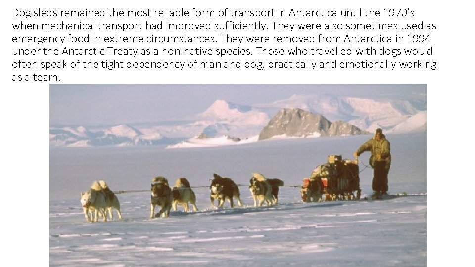 Dog sleds remained the most reliable form of transport in Antarctica until the 1970’s